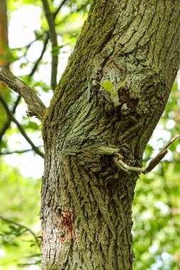 Ormandaki ağaç gövdesinin dikey görüntüsü.