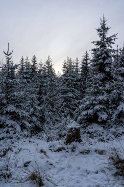 Karlı çam ağaçlarının dikey görüntüsü