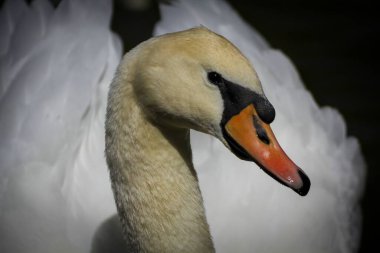 A closeup shot of a white swan on the blurry background