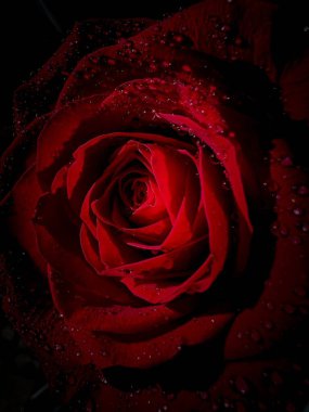 Karanlıkta ıslak kırmızı gülün dikey yakın çekimi