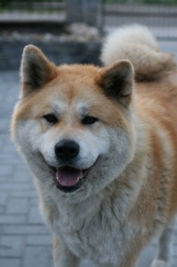 Bir Akita Inu köpeğinin dikey çekimi.