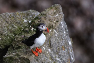 Tabutlar yuvalarını kayalık adalarda, kısa bitki örtüsü ve deniz kayalıklarında kurarlar. Yılın geri kalanını denizde geçirirler..