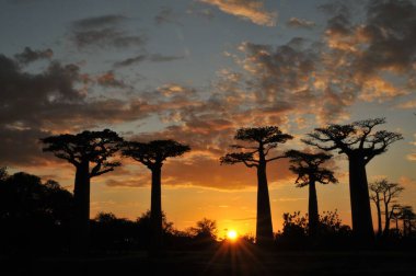 Baobab 'ın siluetleri karanlık bulutlu günbatımına karşı Baobab Bulvarı, Madagaskar' da