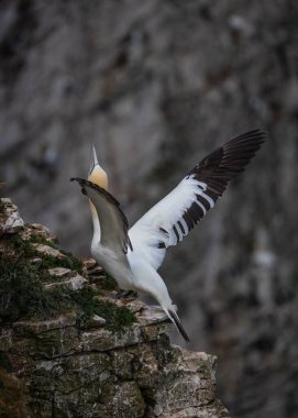 Kuzeyli bir sümsük kuşu Bempton kayalıklarına tünemiş.