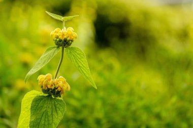 Arka planda bulanık yeşillik olan Phlomis russeliana 'nın yakın plan çekimi..