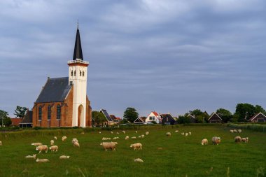 Teksas 'taki Den Hoorn Kilisesi' nin önünde otlayan koyunlarla dolu bir tarla var.