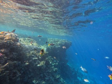 Mercan resifleri ve tropikal balıklarla dolu bir sualtı sahnesi.
