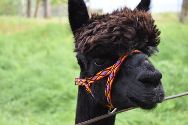 Siyah bir alpaka yakın plan.