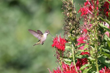 Bahçedeki kırmızı çiçeğin yanında küçük bir kuşun yakın çekimi.