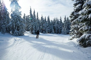 Oregon 'daki Hood Dağı' nda çam ağaçlarıyla çevrili bir adam bir pistte kayak yapıyor.
