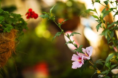 Bahçedeki pembe amberin seçici odak noktası.