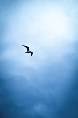 Bulutlu mavi gökyüzünde süzülen martının dikey görüntüsü.