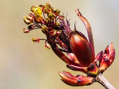 Kırmızı Norveç akçaağaç çiçeğinin detaylı bir yakın çekimi.