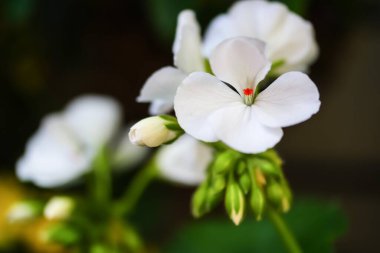 Açık havada sardunya desenli, beyaz bir çiçeğin yakın plan çekimi.