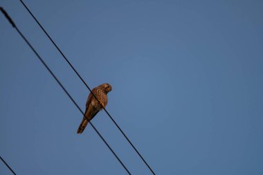 Gökyüzünün arka planında sıradan bir kerkenezin yakın plan çekimi