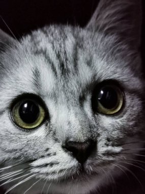 Gri bir kedi suratının yakın çekimi.