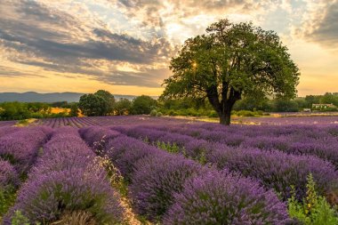 Provence 'deki lavanta tarlası, ilkbaharda güzel bir manzara.