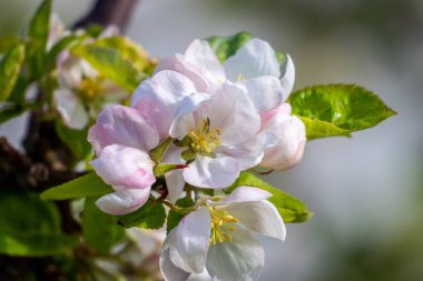 Bulanık bir arkaplanda çiçek açan beyaz elma çiçeklerinin yakın çekimi.