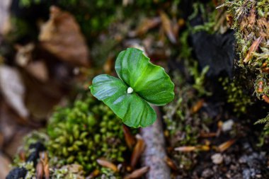 Çiçek açan bir marulun yakından çekimi (Pistia)