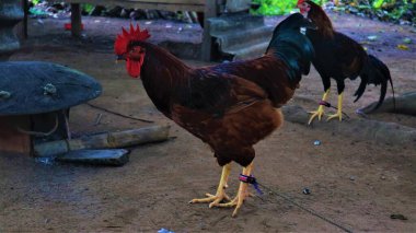 Çiftlikteki iki horozun yakın çekimi.