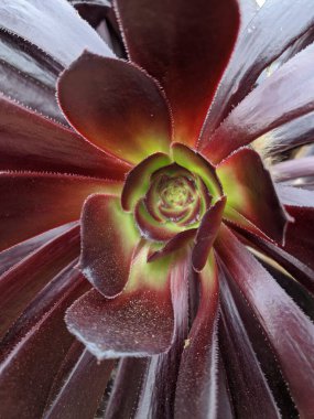 Lezzetli bir çiçeğe yakın çekim