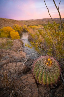 Nehir kıyısında büyüyen kaktüs bitkisinin dikey görüntüsü.