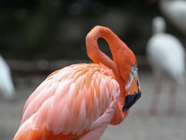 Parlak pembe bir flamingonun yakın plan çekimi.