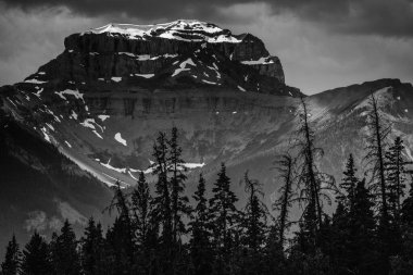 Bir çam ormanının manzarası karla kaplı bir dağa karşı gri tonda.