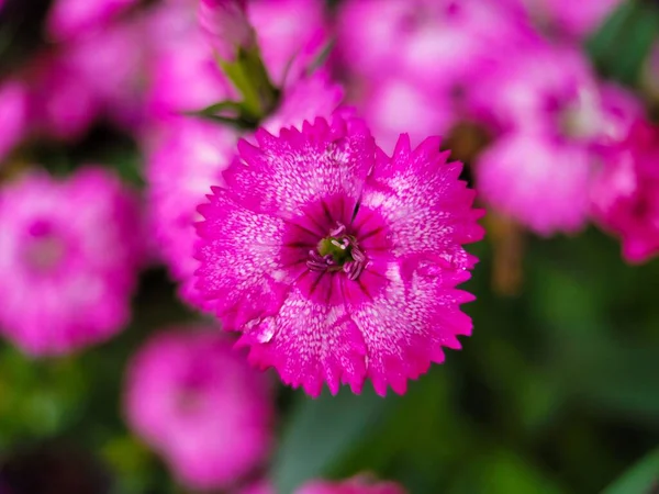 Plano Enfoque Superficial Una Vibrante Flor Rosa China — Foto de Stock