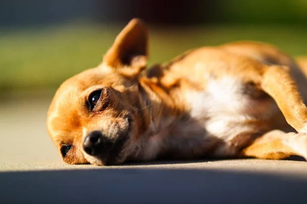 Närbild Brun Chihuahua Som Ligger Solljus — Stockfoto