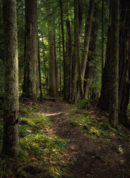 美国华盛顿森林小径的一个垂直截图 — 图库照片