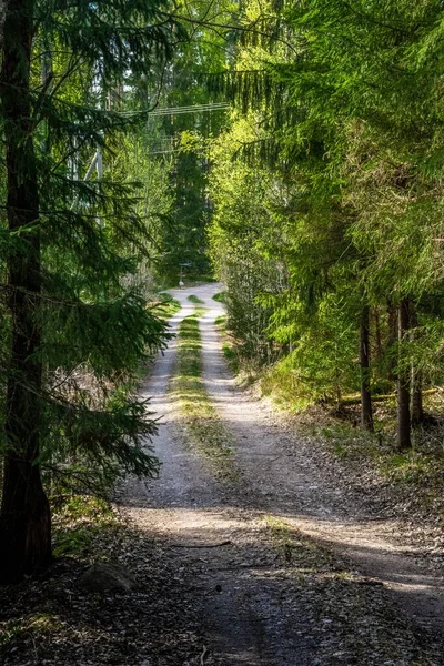 Plan Vertical Long Sentier Travers Une Forêt Verte — Photo