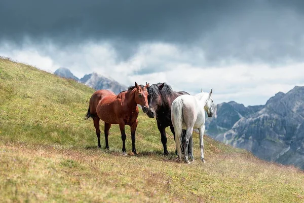 Tři Koně Zeleném Horském Svahu Pod Zataženou Oblohou — Stock fotografie
