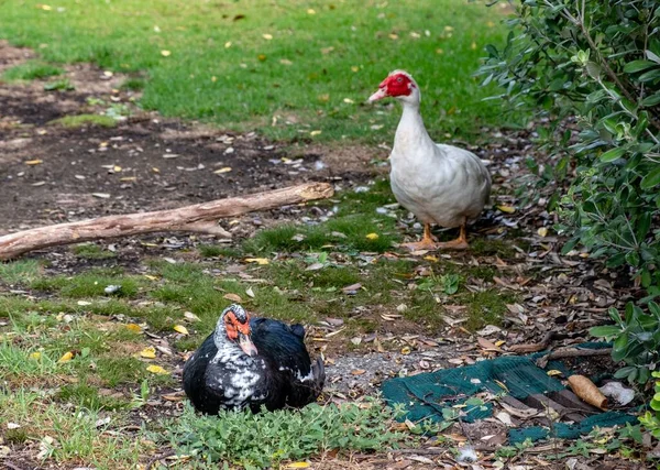 Pair Muscovy Ducks Wenderholm Park New Zealand — Stock Photo, Image