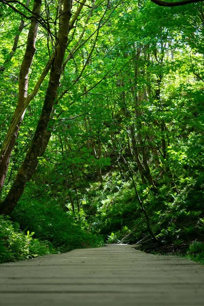 Вертикальный Кадр Деревянного Пути Посреди Леса — стоковое фото