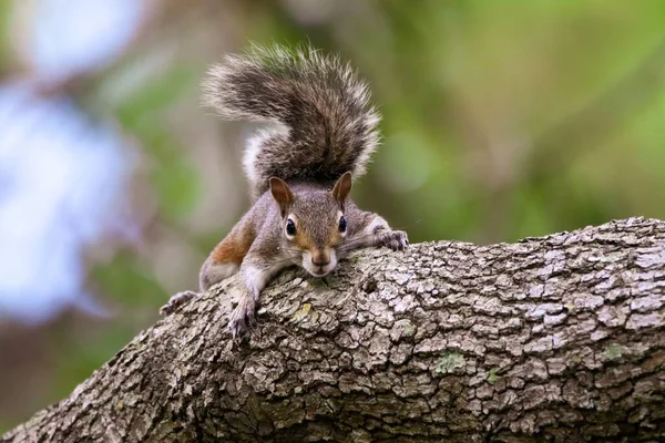 Tiro Perto Esquilo Cinzento Ocidental Árvore — Fotografia de Stock