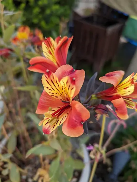 Selective Orange Lily Flower Garden — Stock Photo, Image