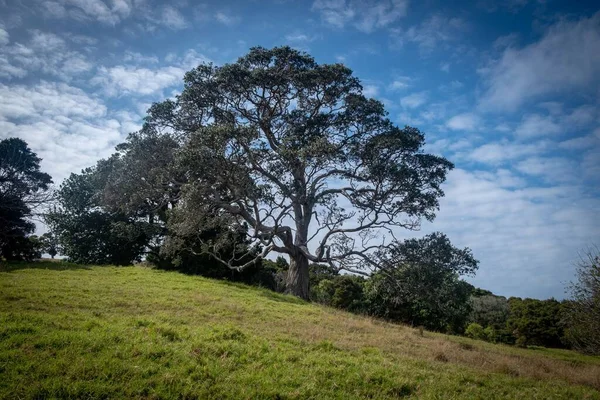 뉴질랜드 공원의 들판에 널브러진 큰나무들 — 스톡 사진