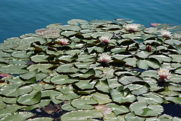 白い睡蓮 Nymphaea Alba と湖の表面に葉の束 — ストック写真