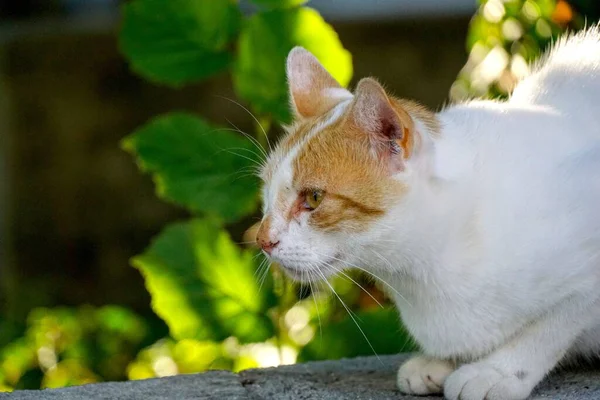 A side view of a cat in the park getting ready to attack or defend itself