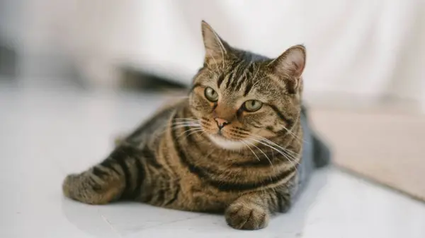 Retrato Gato Macio Tabby Descansando Chão — Fotografia de Stock