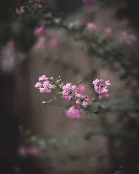 Вертикальный Селективный Снимок Розовых Цветов Вишни Ветке Дерева Копировальное Пространство — стоковое фото