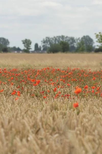 A golden corn field with glorious red poppies in English countryside