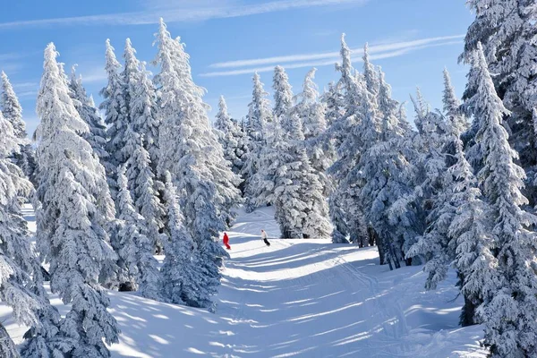 Eine Skipiste Inmitten Eines Kiefernwaldes Auf Einem Berg Mit Klarem — Stockfoto