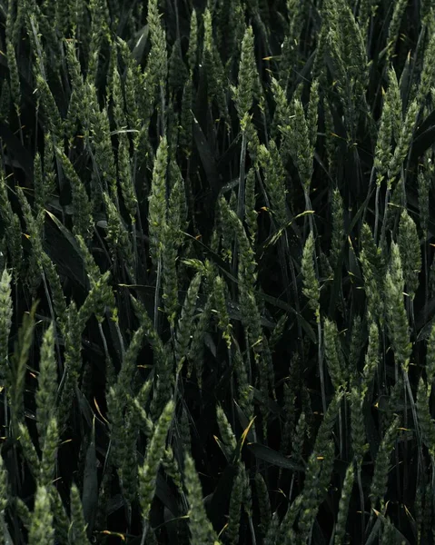 Vertical Shot Lush Green Dense Spelt Swelting Field — стоковое фото