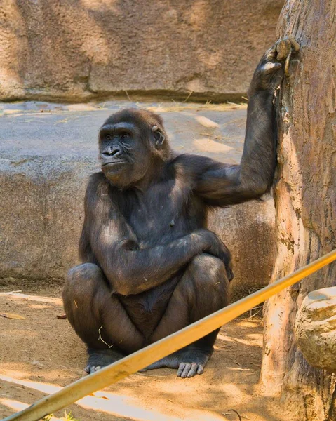 Tiro Vertical Gorila Preto Bonito Zoológico Dia Ensolarado — Fotografia de Stock