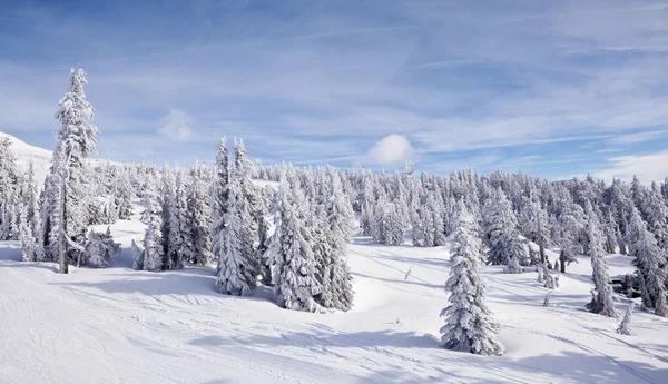 Ένα Πευκοδάσος Καλυμμένο Χιόνι Ένα Βουνό Καθαρό Ουρανό Στο Βάθος — Φωτογραφία Αρχείου