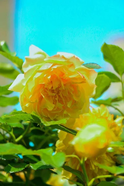 Gros Plan Une Rose Avec Beaux Pétales Jaunes Sur Buisson — Photo