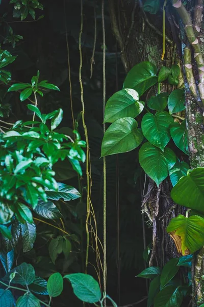 Зелене Листя Джунглів — стокове фото
