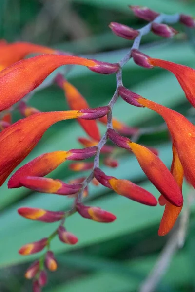 Ένα Κοντινό Πλάνο Πορτοκαλί Coppertips Μίσχους Λουλουδιών — Φωτογραφία Αρχείου